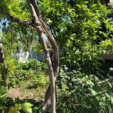 Natasha's Nyaraló Pérama