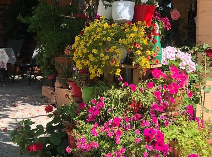 Natasha's פראמה