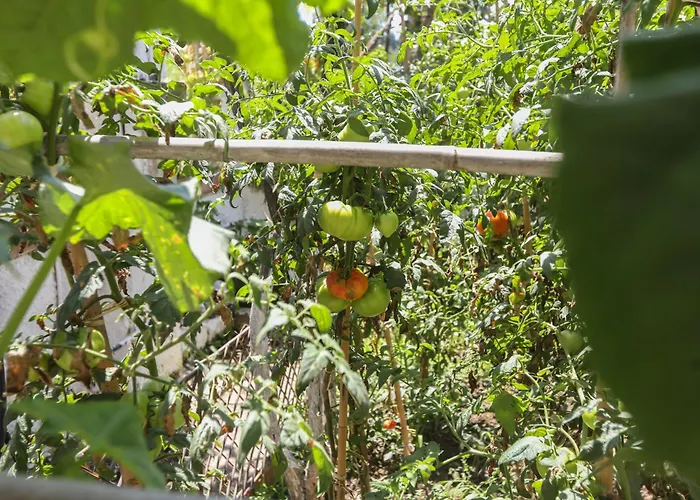 Natasha's פראמה